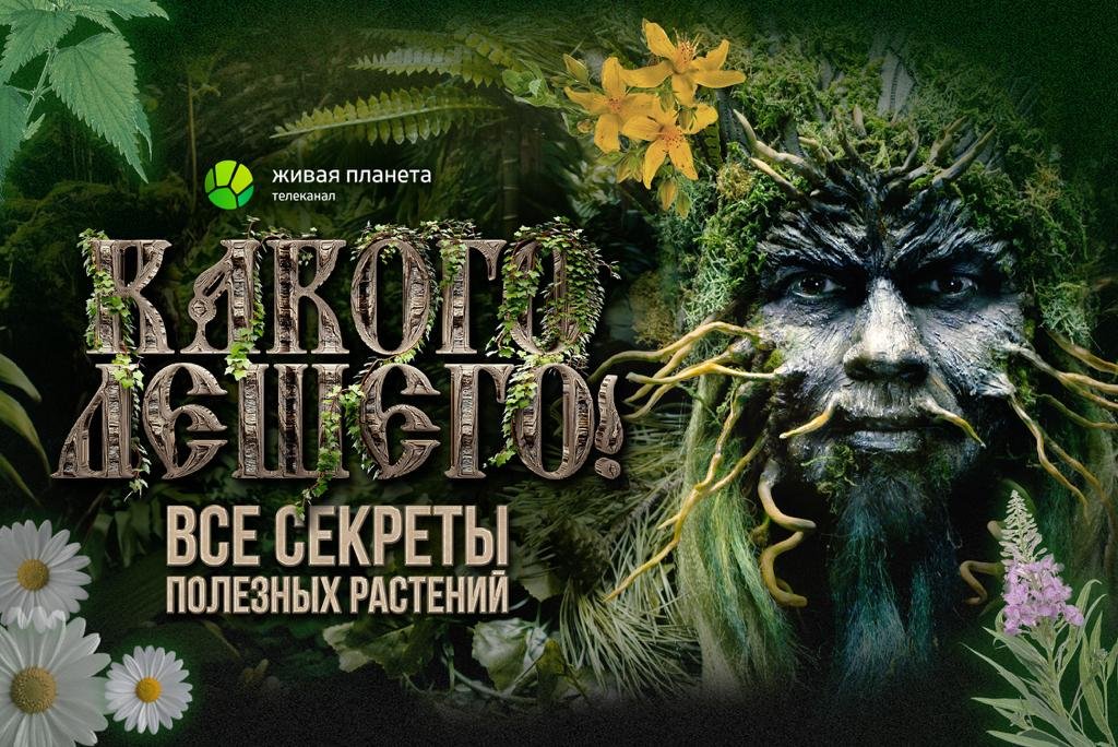 Я полюбила красивого но сумасшедшего какого лешего. Леший. какого лешего. леший картинки. зеленый леший дух лесиный.