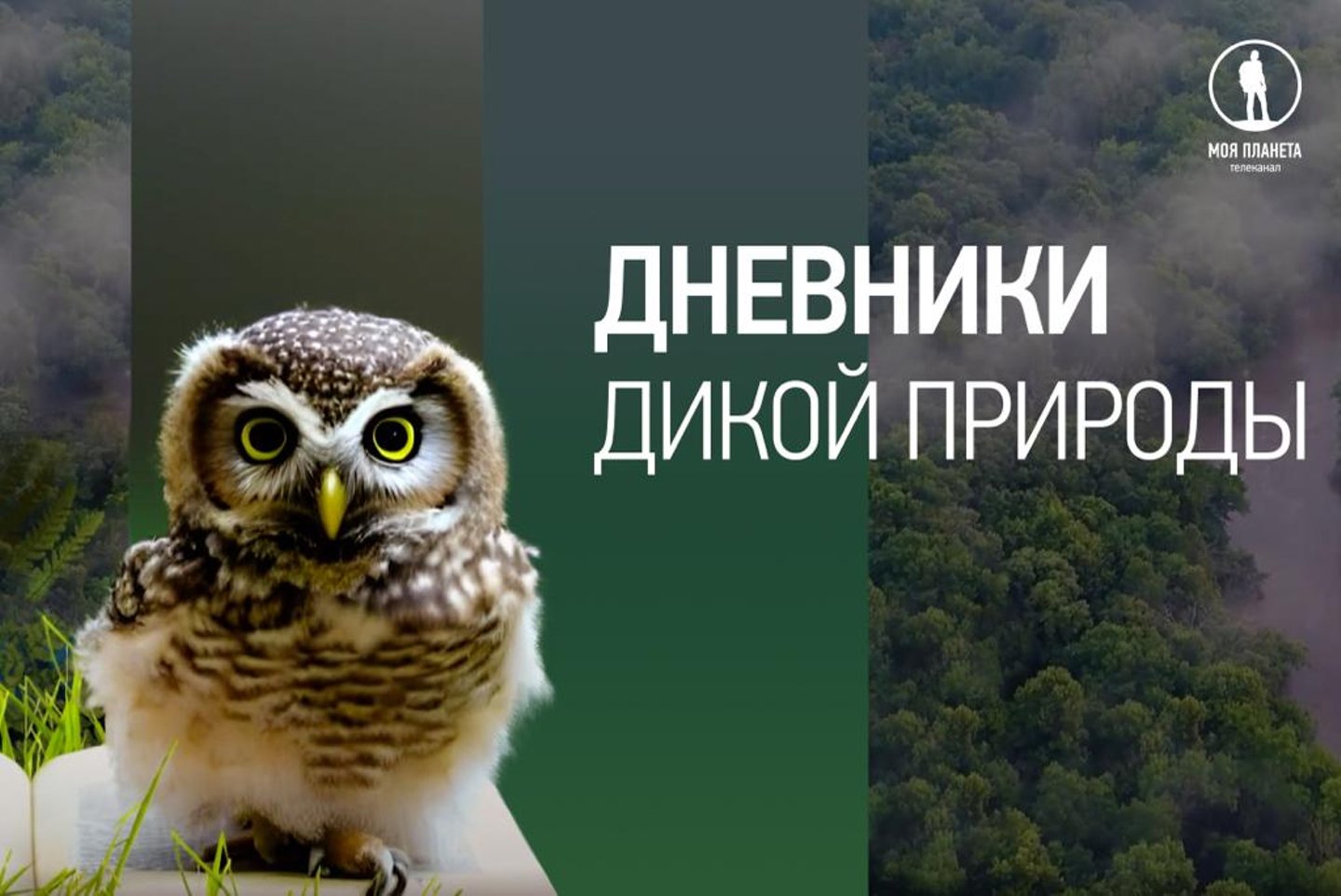 Wildlife programme. Приключения испанского. Violet Wildlife Diary arcta9.