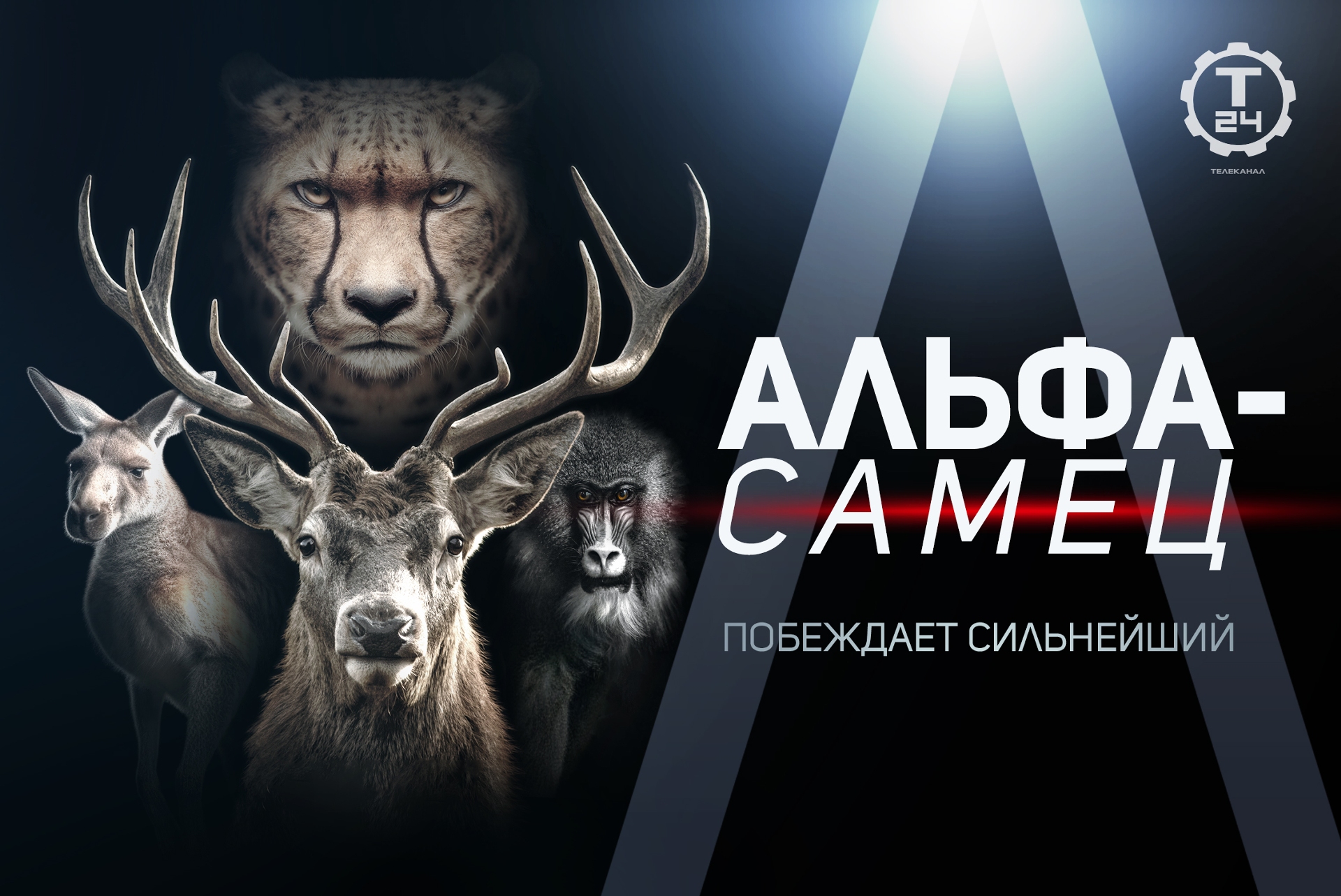 квартира от альфа банка. выиграйте альфа. плакаты в корпоративном стиле. реклама банка альфа банк. выиграйте альфа.