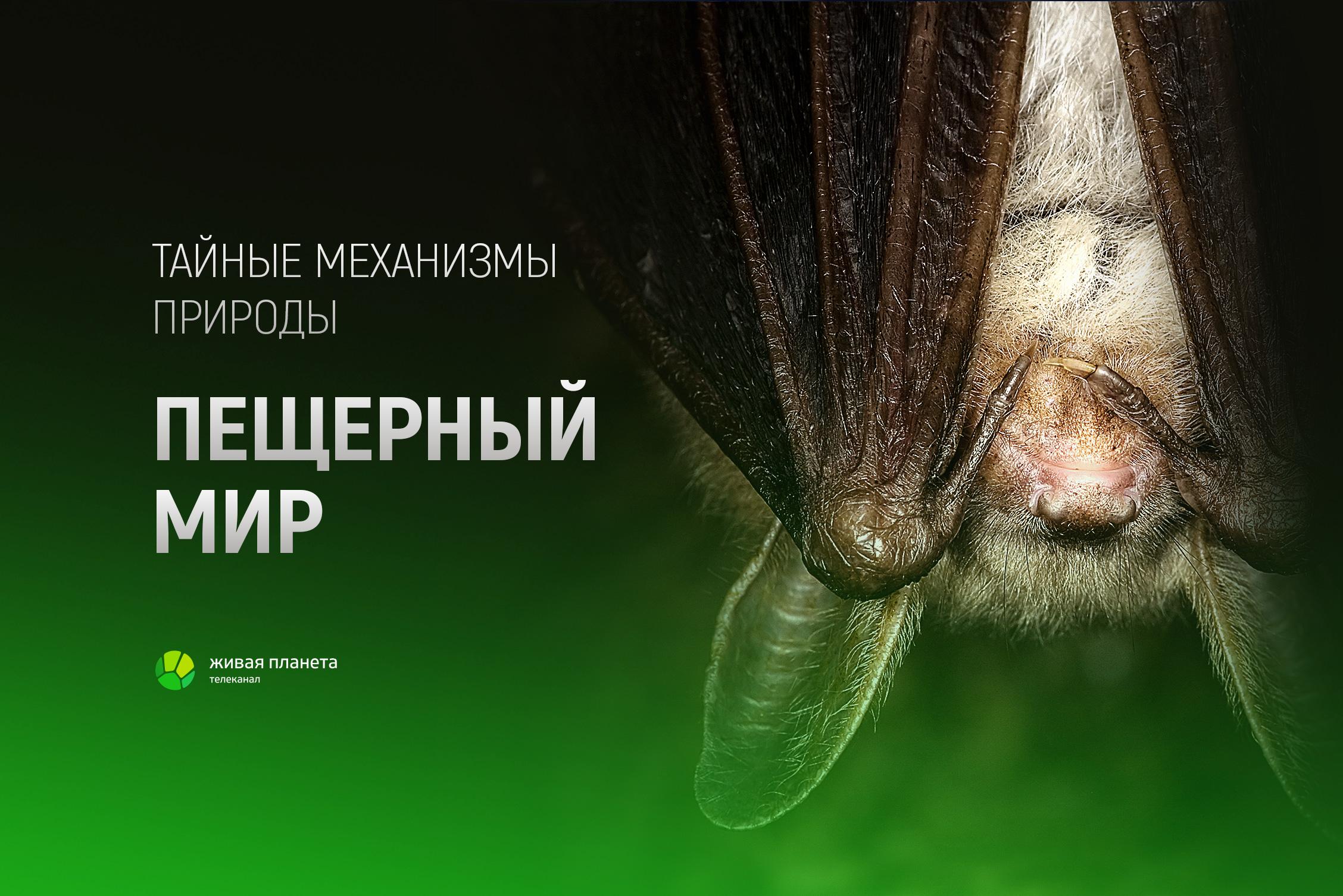 Парк живая планета. Парк живая планета. Парк живая планета. Парк живая планета. Парк бабочек зеленопарк.