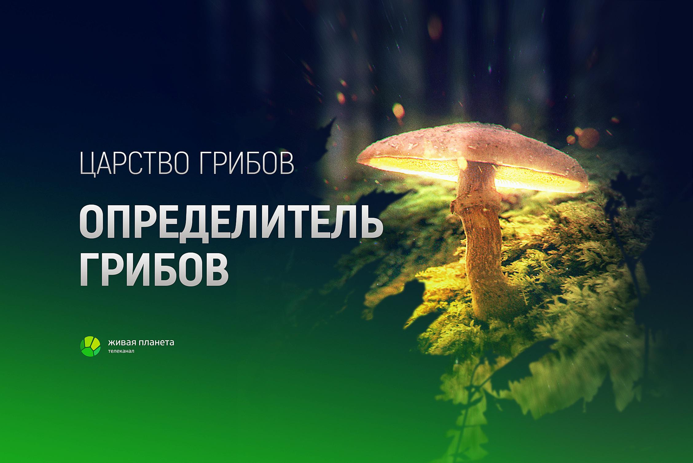 Живая Планета грибов Дмитрий Тихомиров