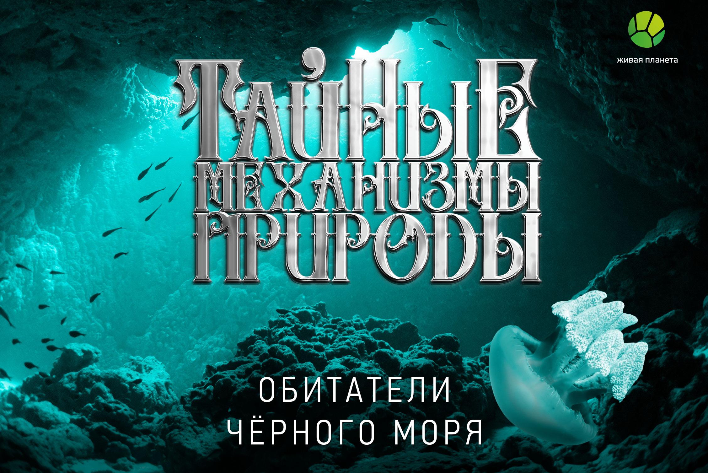 обитатели черного моря